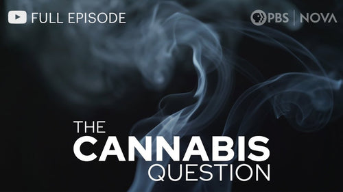 Exploring The Cannabis Question:
A Deep Dive into Its Impact and Controversies - JustSmoke.Me