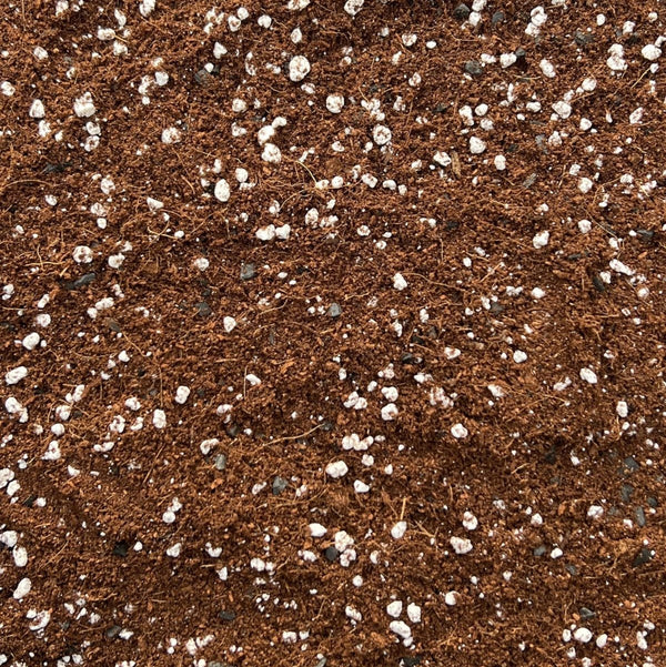 bhomescent Coco Perlite Mix 70/30 with Activated Biochar – 1LJustSmoke.Me