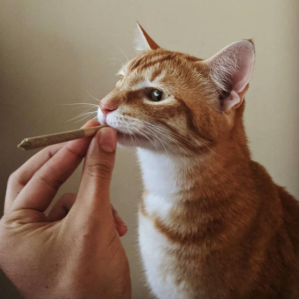 MeowijuanaKing Size Catnabis Raw Joints | Feline and Cat Lover ApprovedJustSmoke.Me